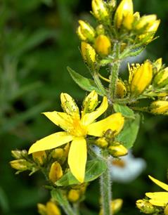 گل راعی کرکدار